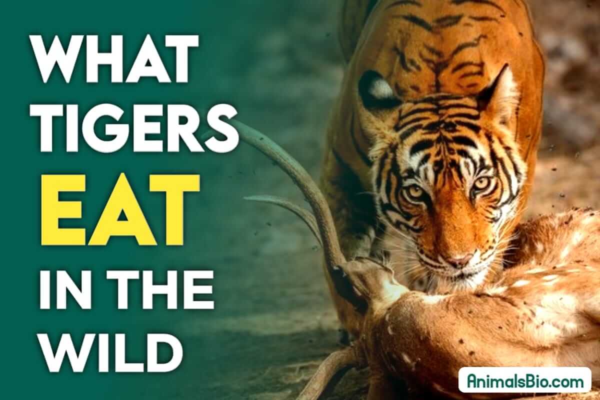 What Do Tigers Eat In The Wild ? Explore their Diet