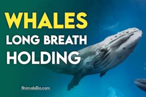 Whales Breath: How Long Can Whales Hold Their Breath