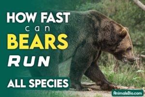 How Fast Can Bears Run? All Bear Species - Visit Full Article