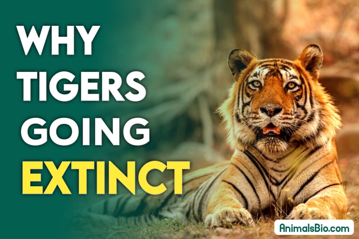 Why Are Tigers Going Extinct ? Visit Full Artticle