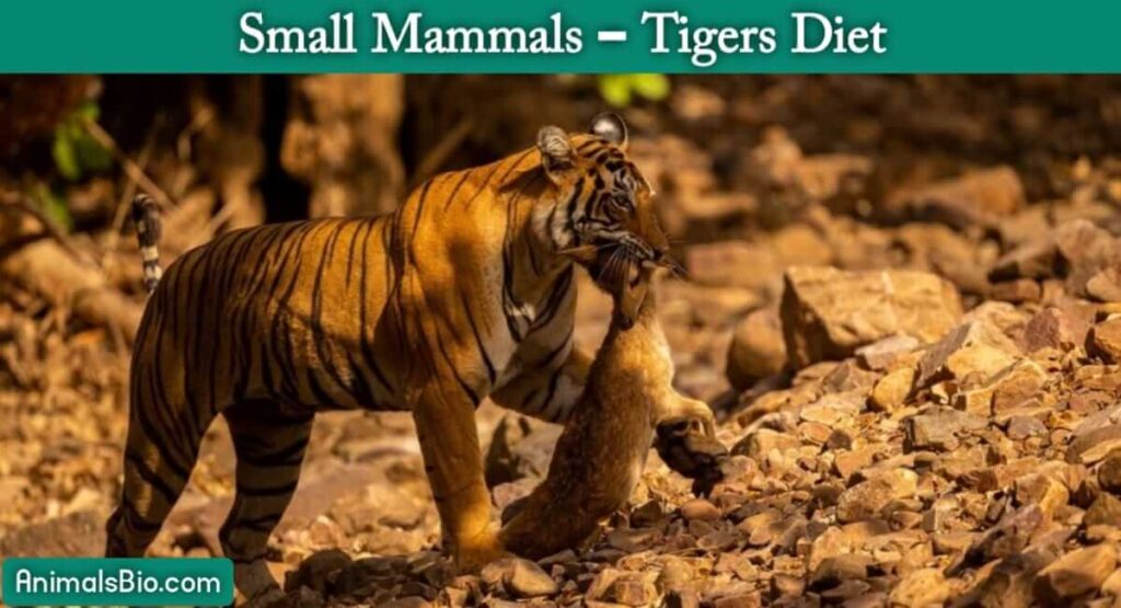 What do Tigers Eat in the Wild - Small Mammals