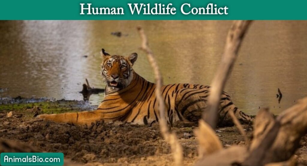 Human Wildlife Conflict. Visit Full Article