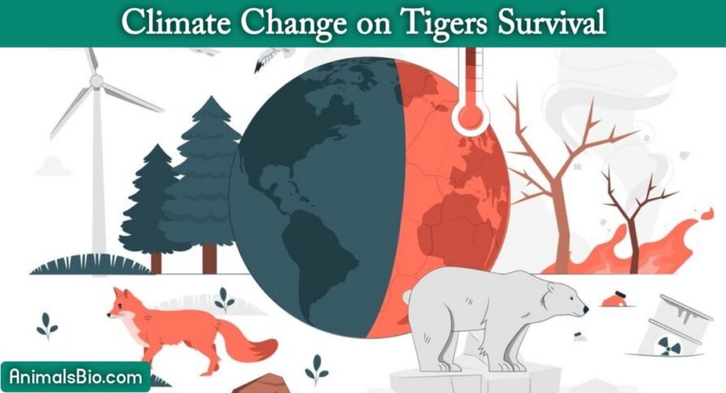 Climate Change Effects on Tigers Survival