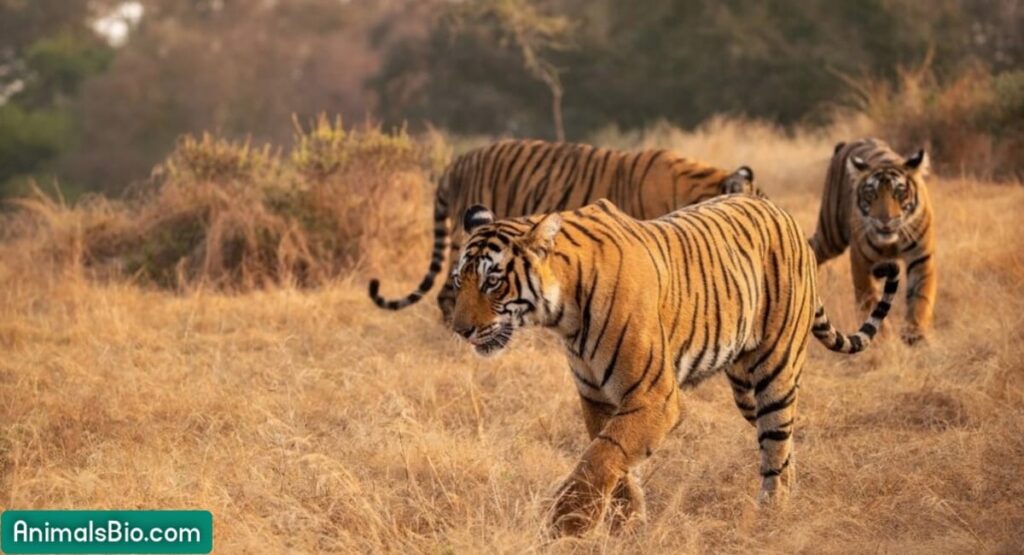 Why Are Tigers Going Extinct ? Visit Full Article