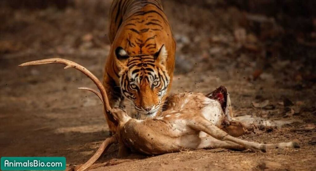 What do Tigers Eat in the Wild. Visit Full Article