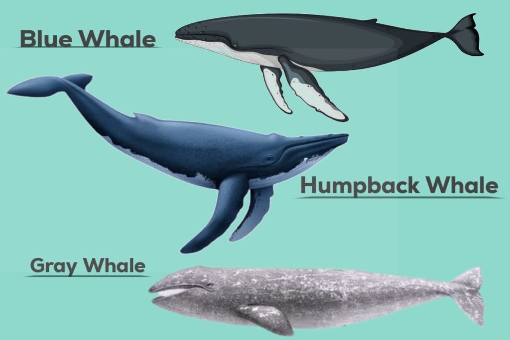 Baleen Whales - Long Breath Holding Whales. Visit Full Article