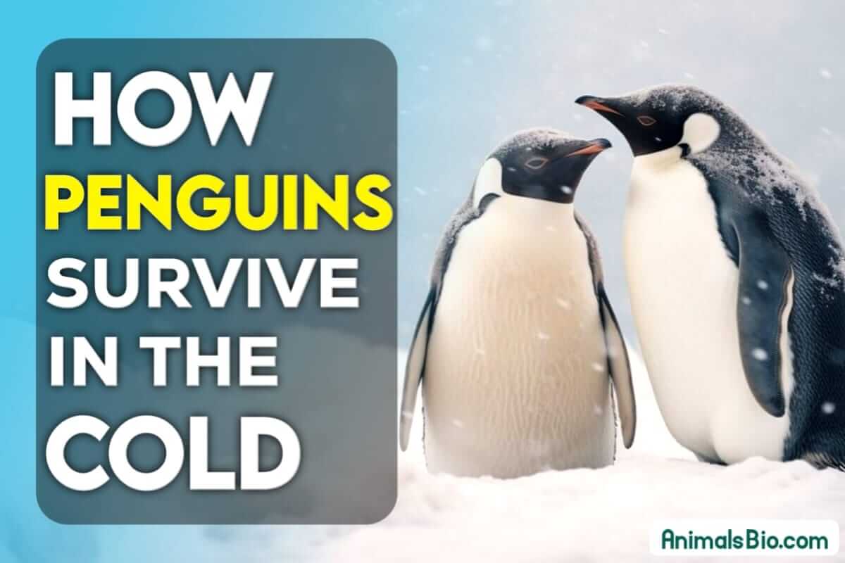 How do Penguins Survive in the Cold - Visit Full Article