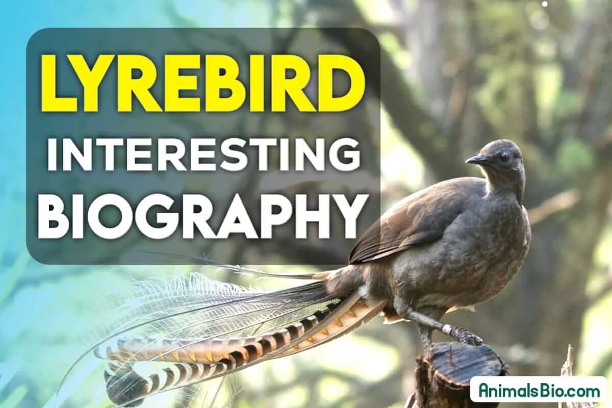 LyreBird Interesting Biography Lifespan, Habitat, Diet, Conservation