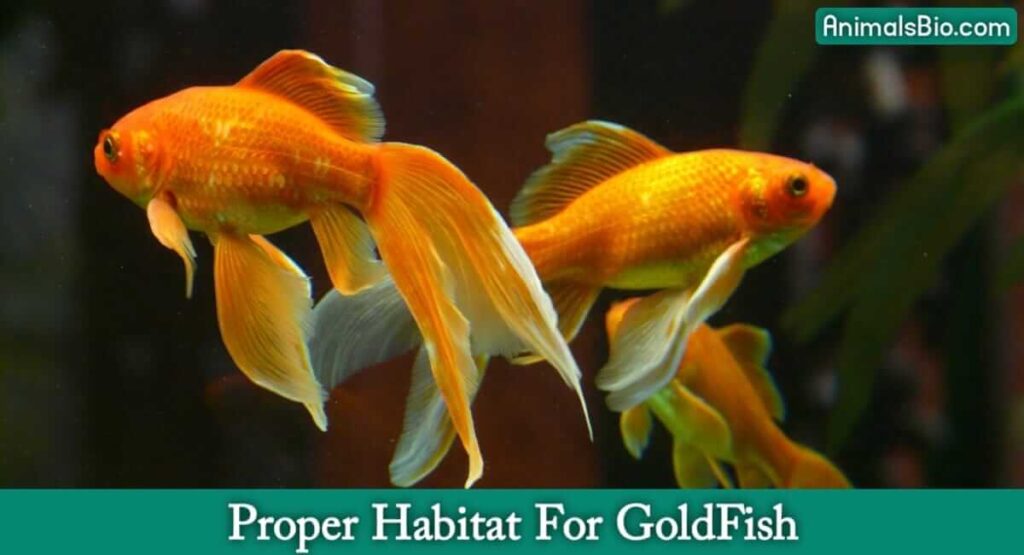 Proper Habitat for Goldfish - Visit full Article