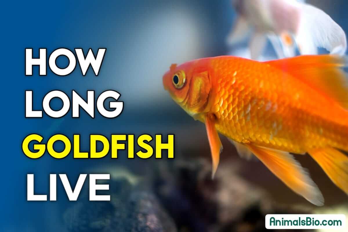 How Long Does A Goldfish Live ? Explore Their Lifespan