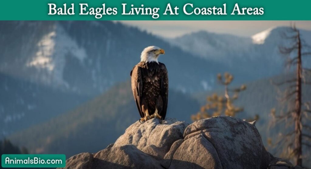 Bald Eagles Living at Coastal Areas. Visit Full Article