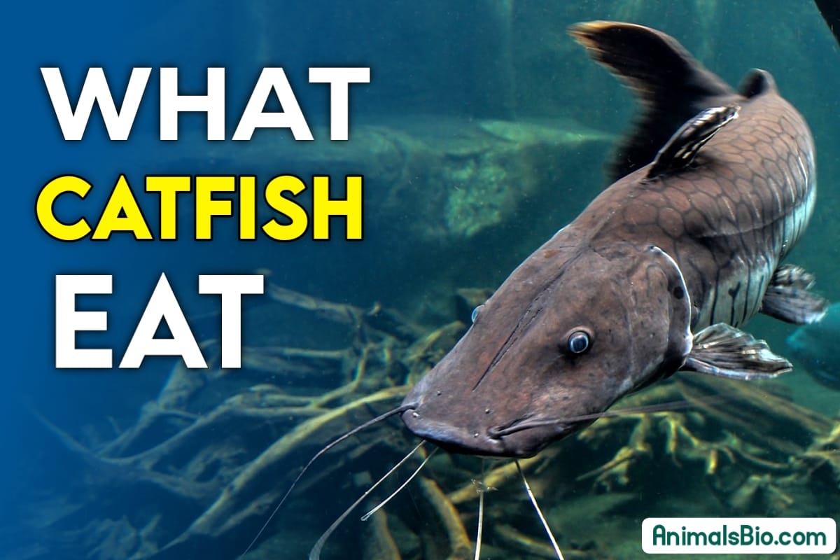 What do CatFish Eat - Visit Full Article