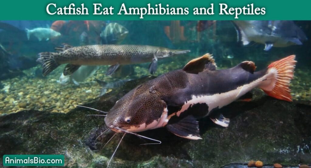 Cat Fish Eat Amphibians and Reptiles