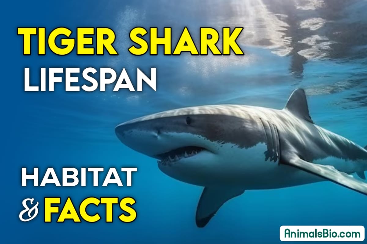 Tiger Shark Lifespan, Habitat, Diet, Facts