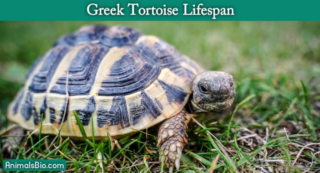 Greek Tortoise lifespan - Visit Full Article