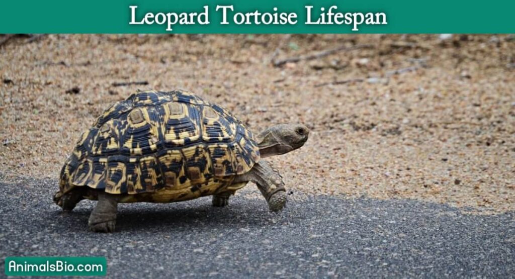 Leopard Tortoise Lifespan - Visit Full Article