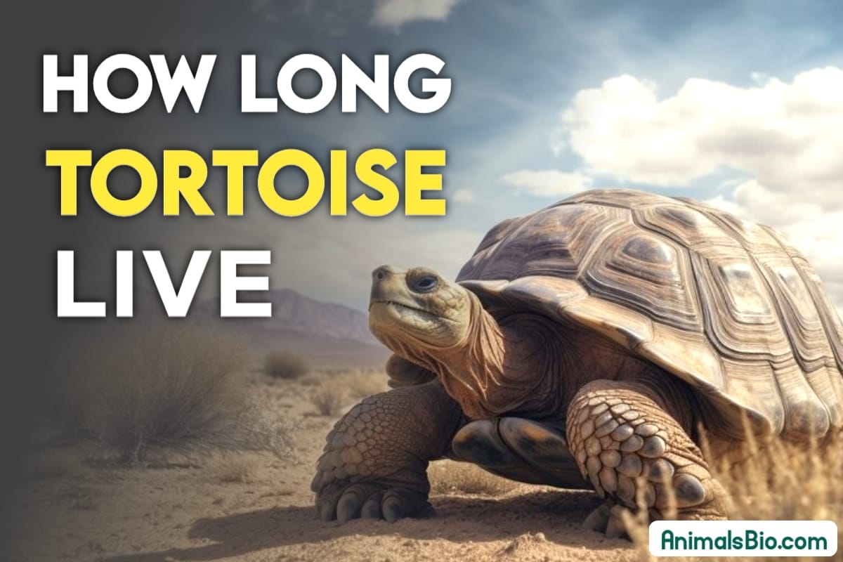 How Long Can A Tortoise Live - Interesting Lifespan