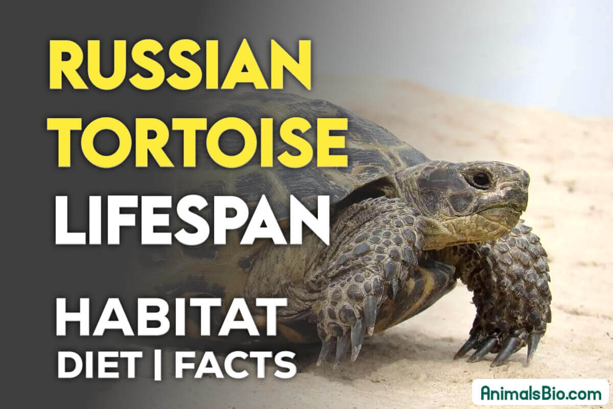 Russian Tortoise Lifespan, Habitat, Diet, Interesting Facts