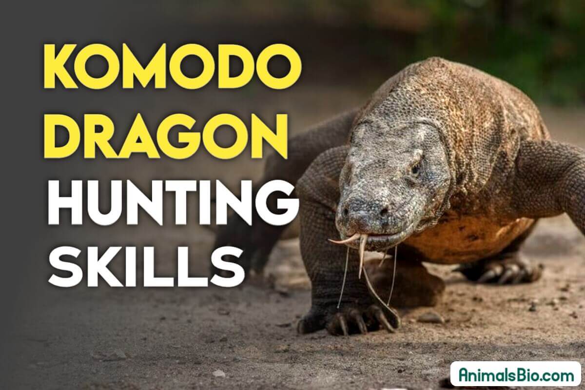 How do Komodo Dragons Hunt ? Discover Their Hunting Skills