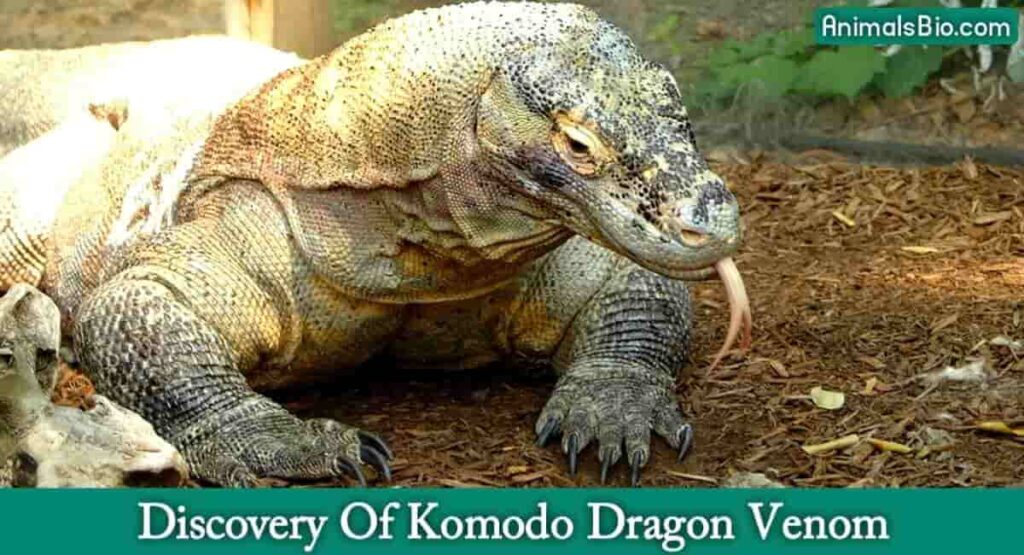 The Discovery Of Komodo Dragon Venom - Visit Full Article