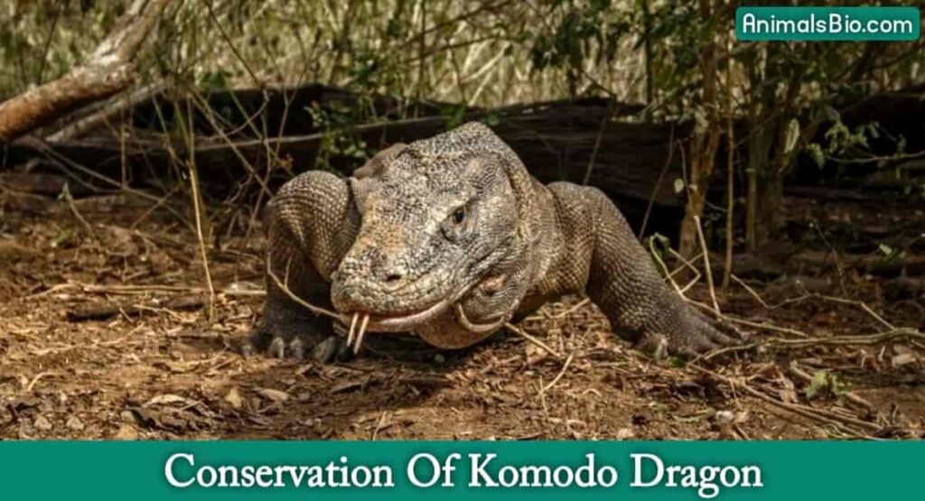 Komodo Dragon Hunt