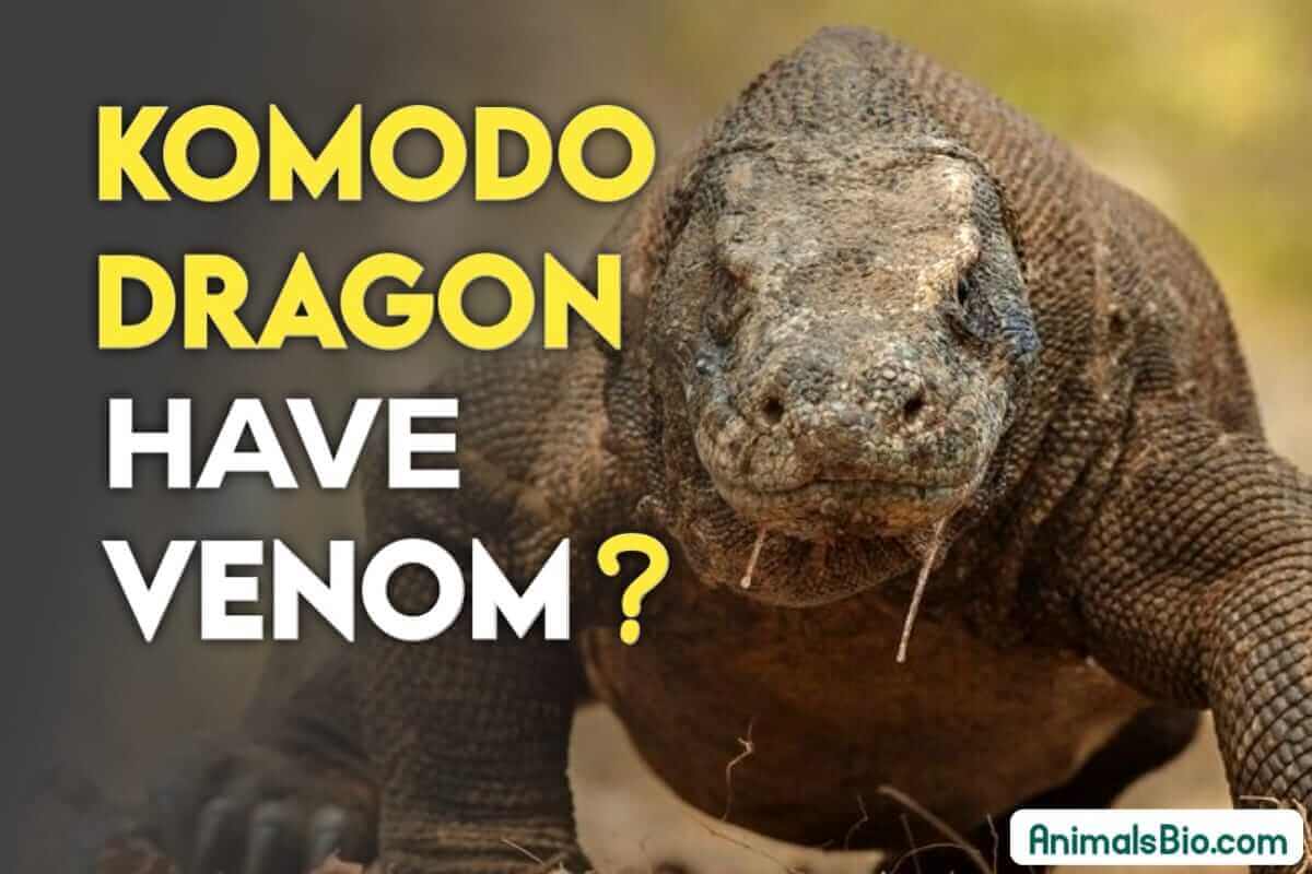 Do Komodo Dragons Have Venom ? Visit Full Article