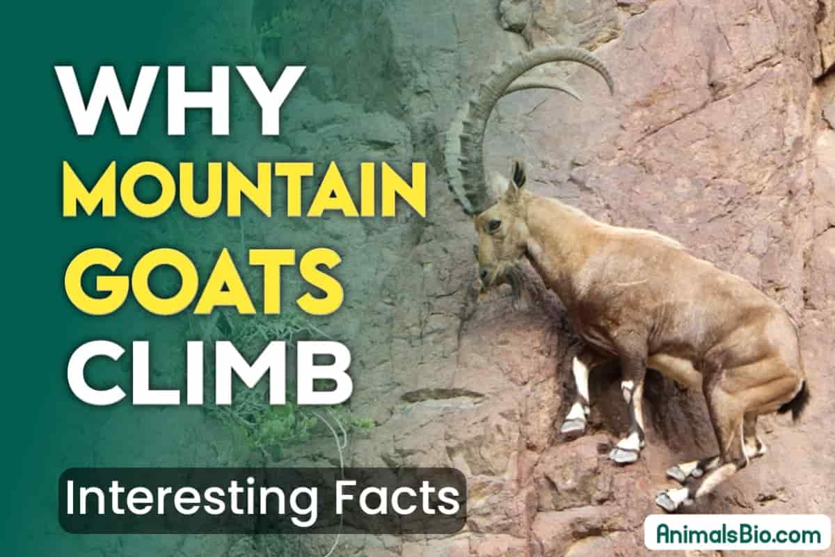 Why do Mountain Goats Climbing – Interesting Facts