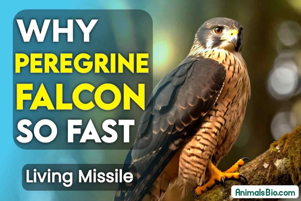 Peregrine Falcon Speed - Why is the Peregrine Falcon so Fast