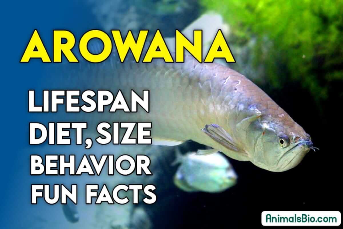 Arowana Fish - Lifespan, Diet, Size, Behavior, Facts