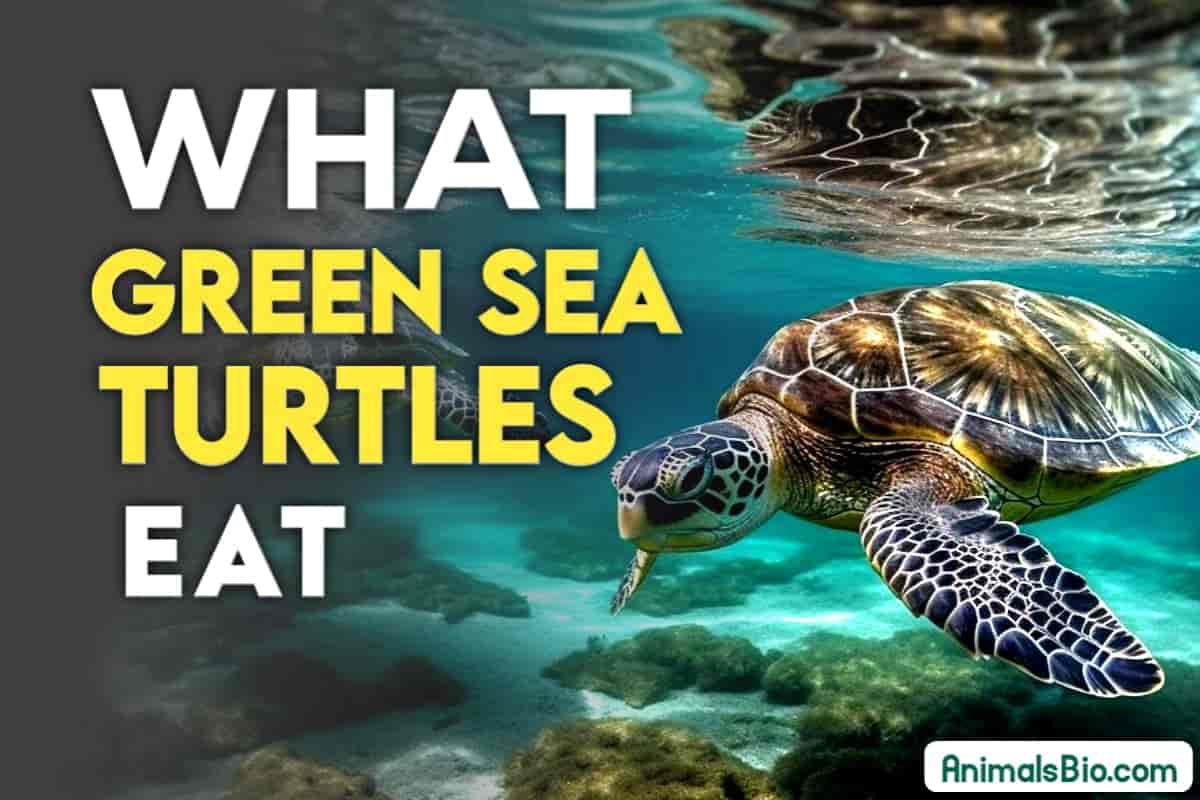 What do Green Sea Turtles Eat - Understand Their Diet