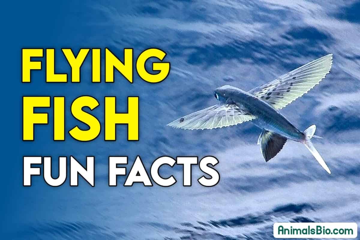 Flying Fish Interesting Facts - Amazing World of Flying Fish