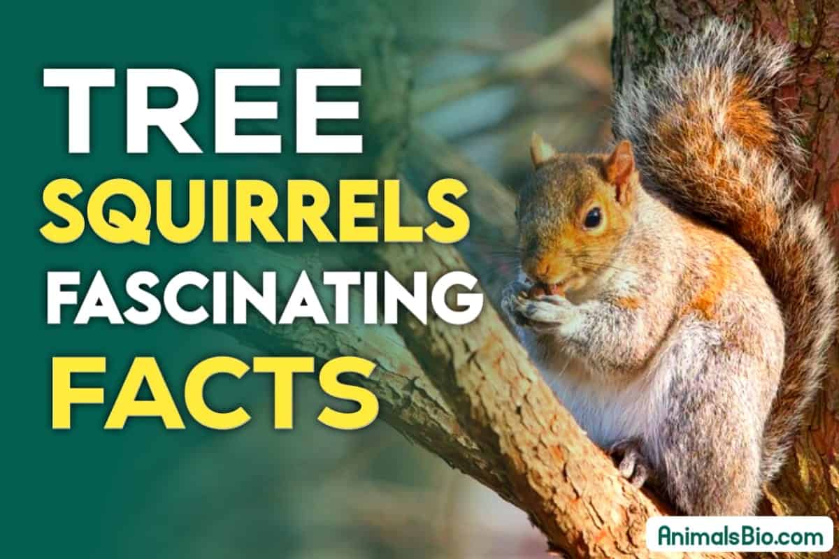 Tree Squirrels Interesting Facts