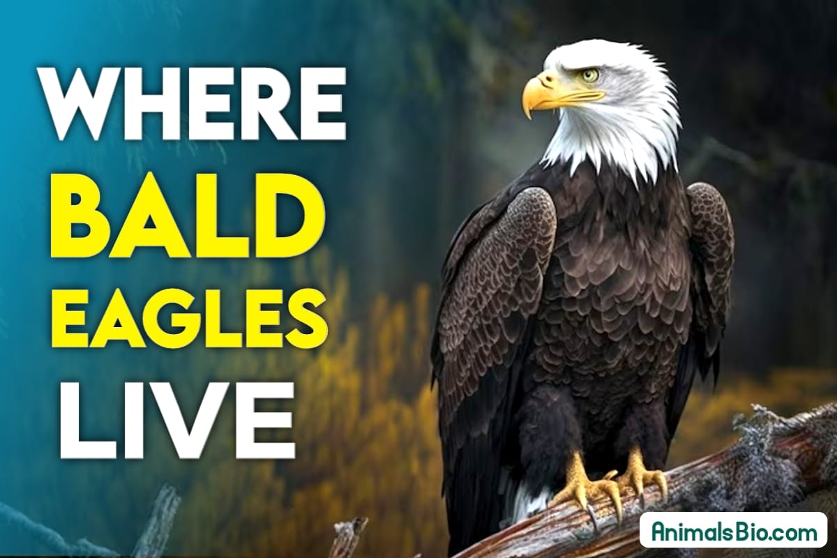 Where do Bald Eagles Live ? Visit Full Article