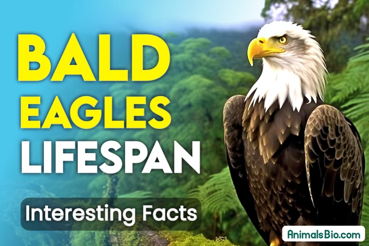 Bald Eagle Lifespan - Interesting Facts. Visit Full Article