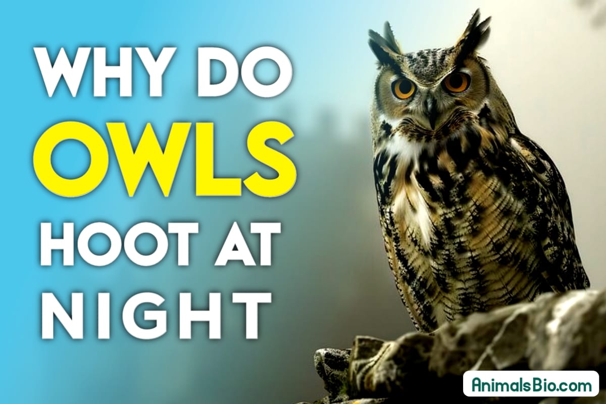 Why do Owls Hoot at Night ? Visit Full Article