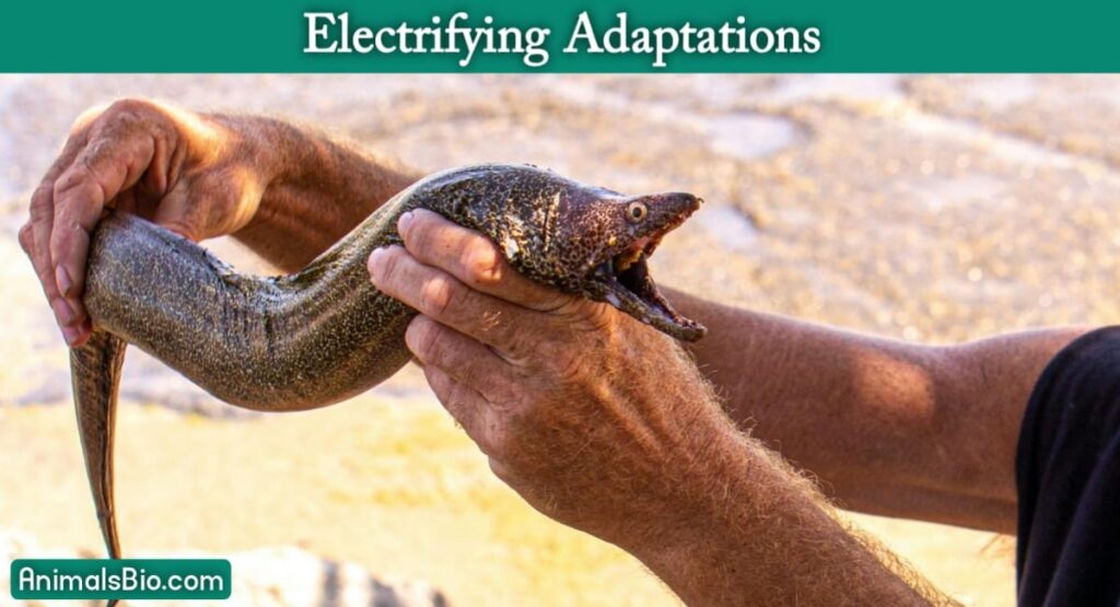 Electric eel Lifespan - Habitat - Shocking Facts