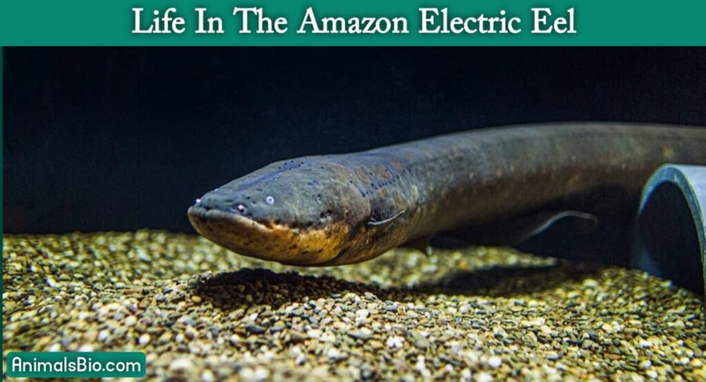 Electric eel Lifespan – Habitat – Shocking Facts