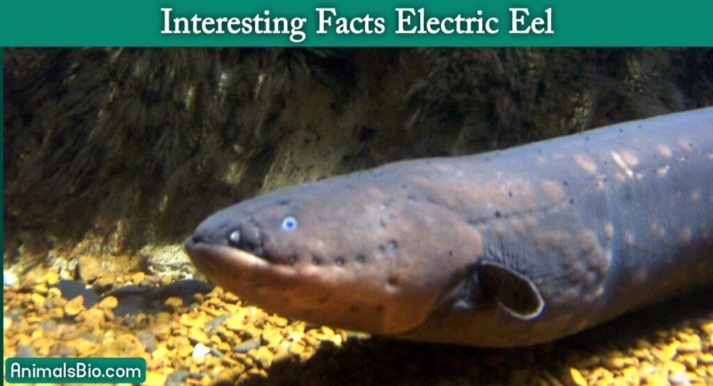 Interesting Facts Electric Eel. Visit Full Article