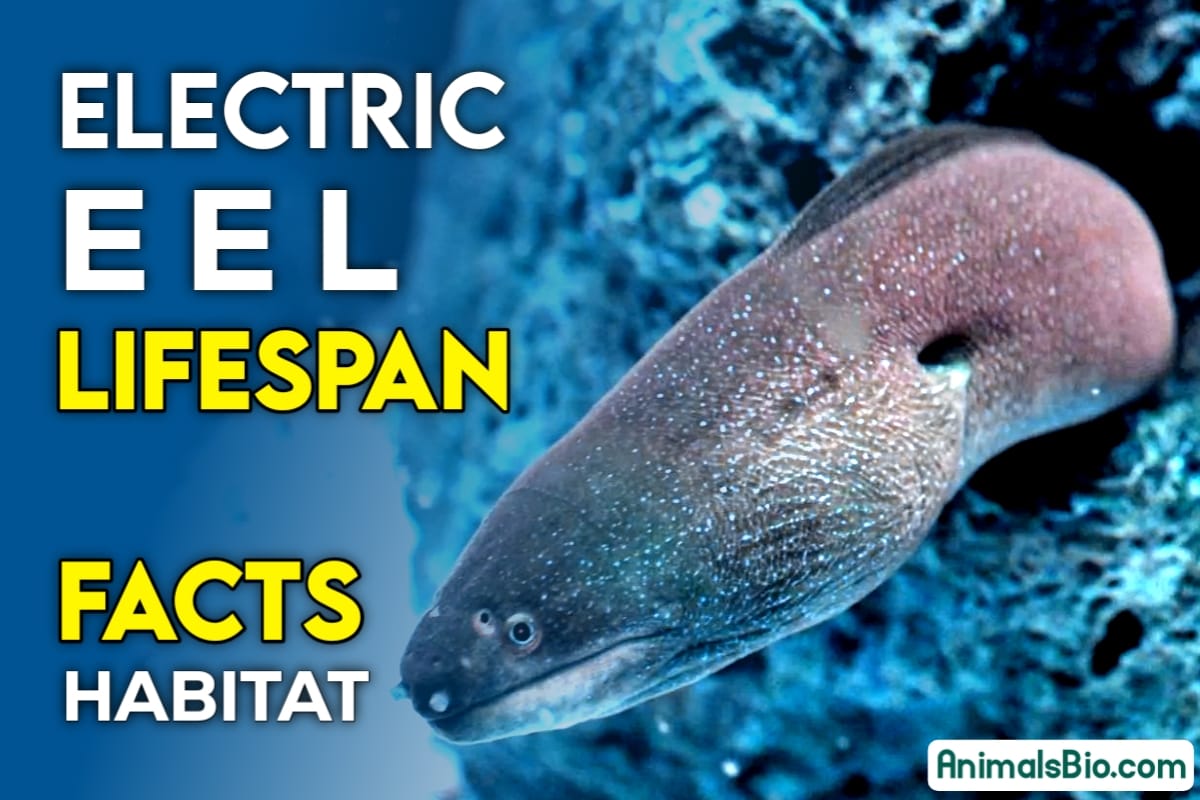 Electric eel Lifespan – Habitat – Shocking Facts