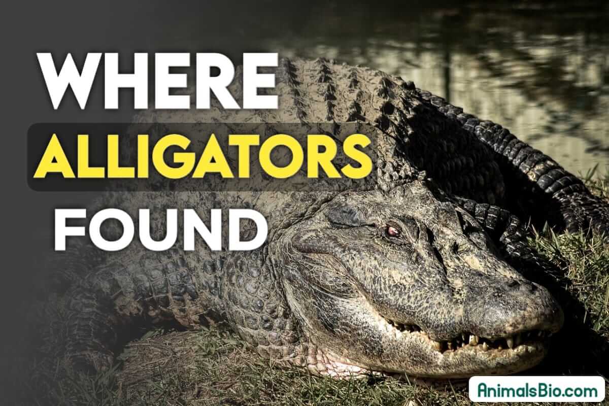 Where are Alligators Found - Their Natural Habitat